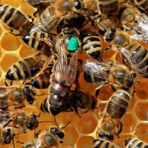 1. abeja reina fecundada