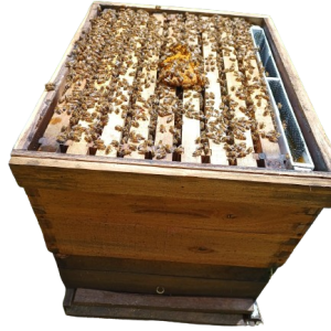 2. nÚcleo de abejas